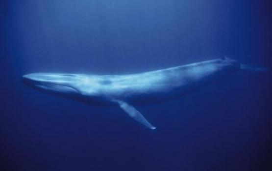 シロナガスクジラ　世界一大きい動物3